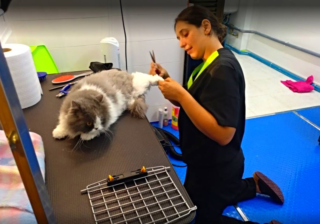 Peluquería felina: Productos y servicios de Peluquería Canina y Felina Can Pepa Peluquería felina: Productos y servicios de Peluquería Canina y Felina Can Pepa