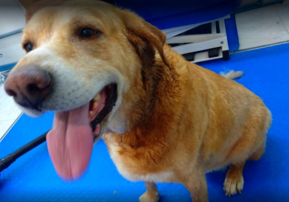Peluquería canina: Productos y servicios de Peluquería Canina y Felina Can Pepa Peluquería canina: Productos y servicios de Peluquería Canina y Felina Can Pepa
