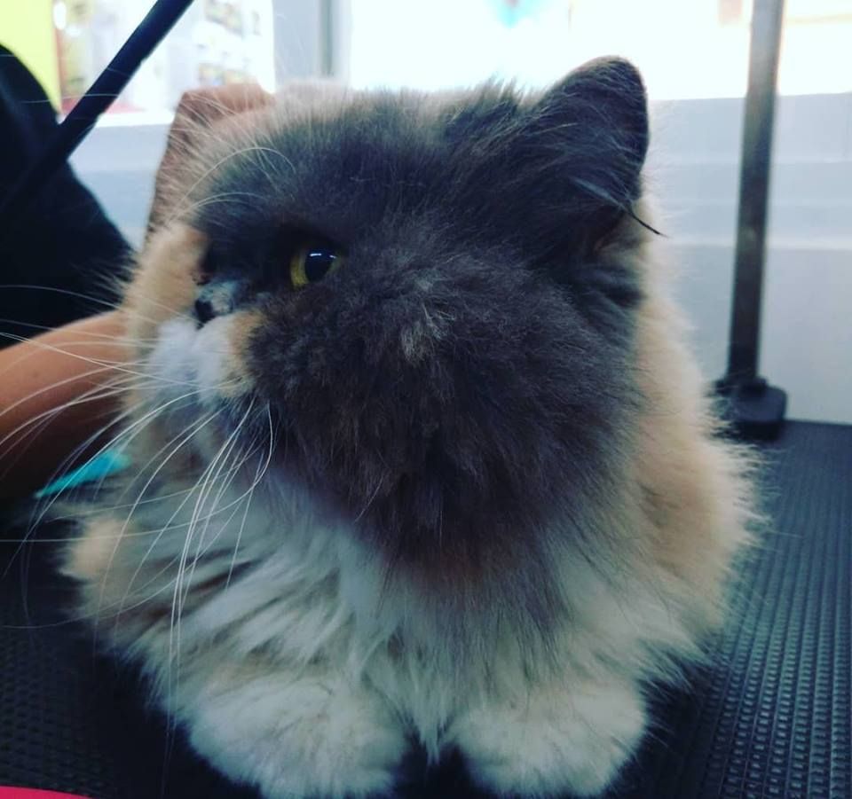Peluquería felina: Productos y servicios de Peluquería Canina y Felina Can Pepa Peluquería felina: Productos y servicios de Peluquería Canina y Felina Can Pepa