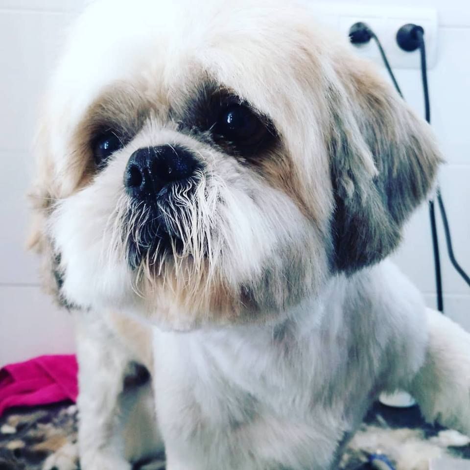 Peluquería canina: Productos y servicios de Peluquería Canina y Felina Can Pepa Peluquería canina: Productos y servicios de Peluquería Canina y Felina Can Pepa