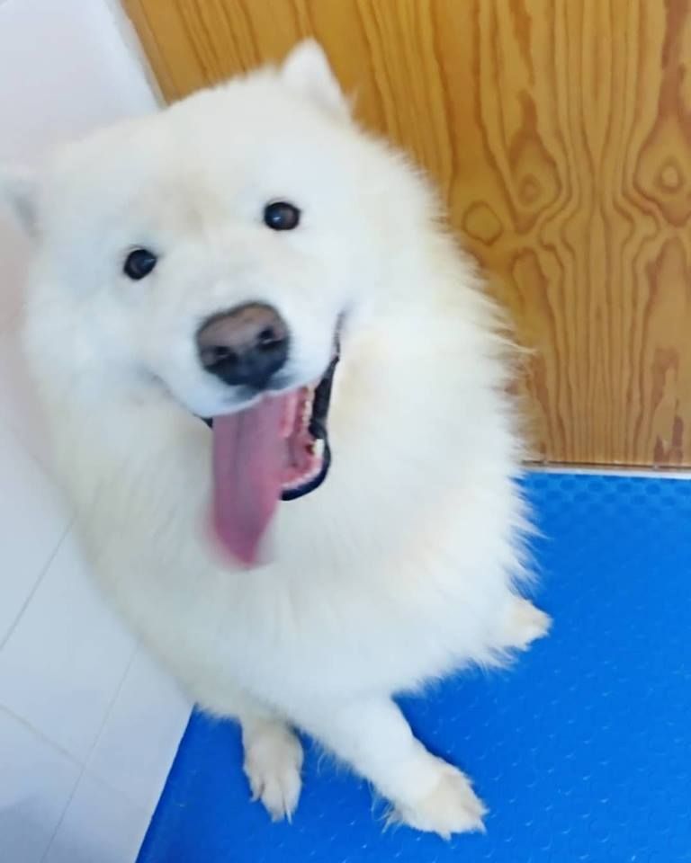 Peluquería canina: Productos y servicios de Peluquería Canina y Felina Can Pepa Peluquería canina: Productos y servicios de Peluquería Canina y Felina Can Pepa