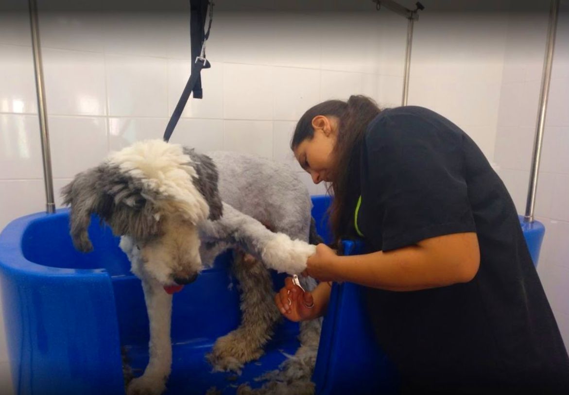 Peluquería canina: Productos y servicios de Peluquería Canina y Felina Can Pepa Peluquería canina: Productos y servicios de Peluquería Canina y Felina Can Pepa