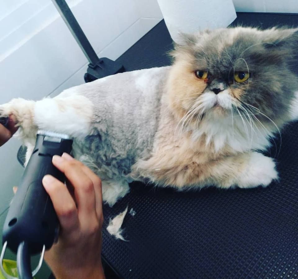 Peluquería felina: Productos y servicios de Peluquería Canina y Felina Can Pepa Peluquería felina: Productos y servicios de Peluquería Canina y Felina Can Pepa