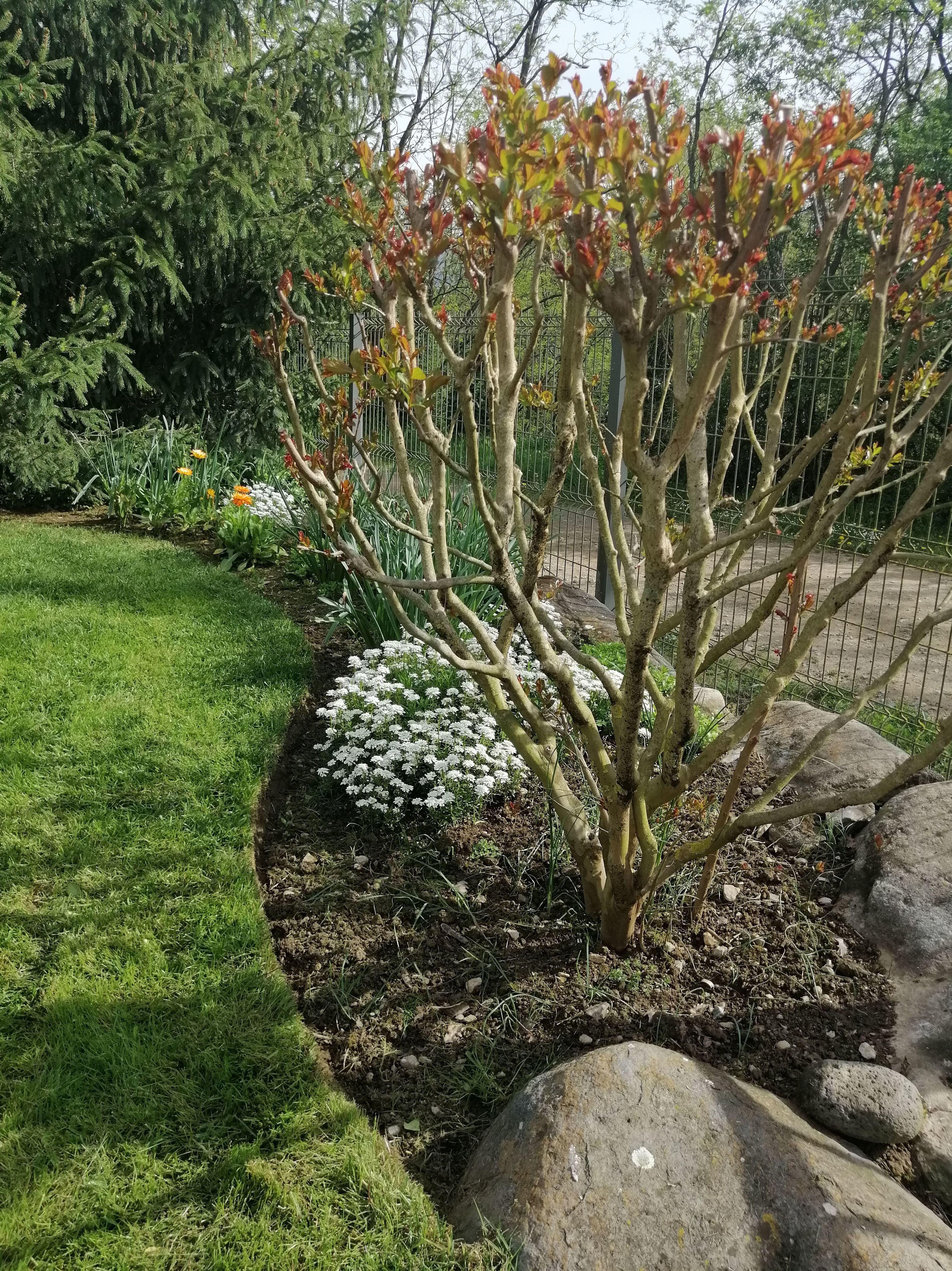 Lagerstroemia Lagerstroemia