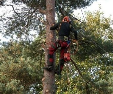 Poda y tala de arboles: Servicios de Jardinería Garrotxa Poda y tala de arboles: Servicios de Jardinería Garrotxa