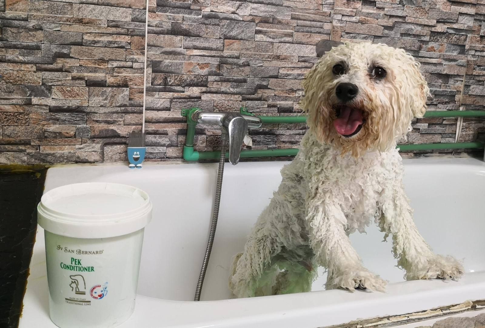 Baño Canino: Servicios de Que Guau Baño Canino: Servicios de Que Guau