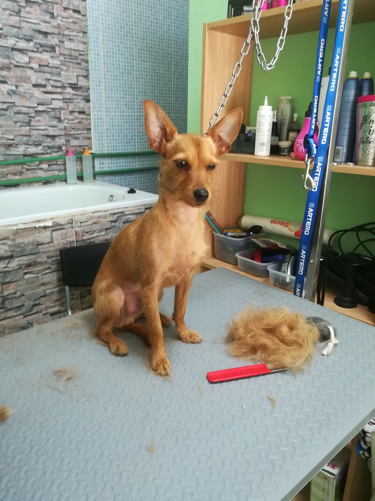 Peluquería Canina: Servicios de Que Guau Peluquería Canina: Servicios de Que Guau