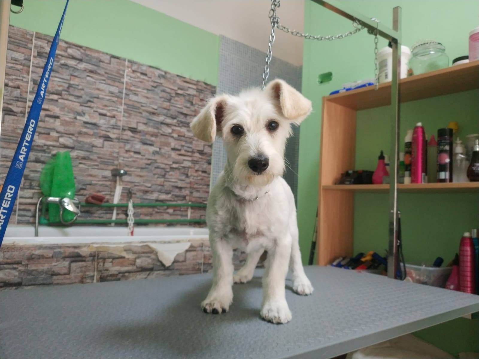 Estética Canina: Servicios de Que Guau Estética Canina: Servicios de Que Guau
