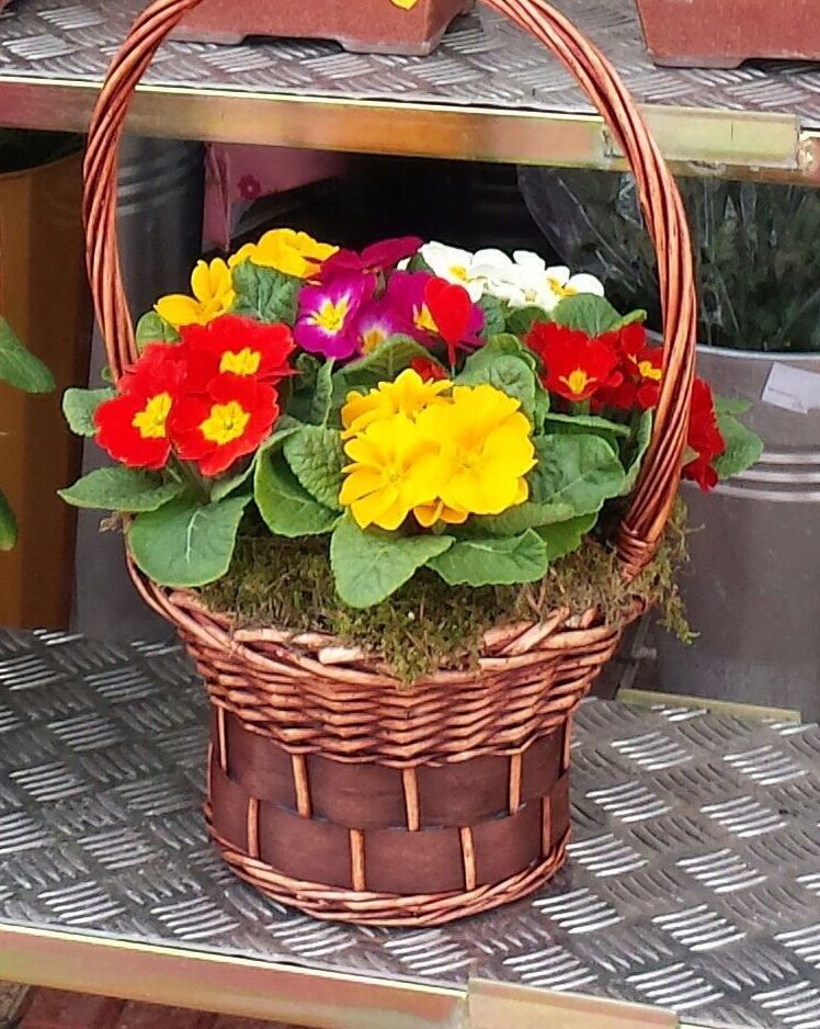 Plantas variadas: Arte floral de Isabella Arte Floral Plantas variadas: Arte floral de Isabella Arte Floral