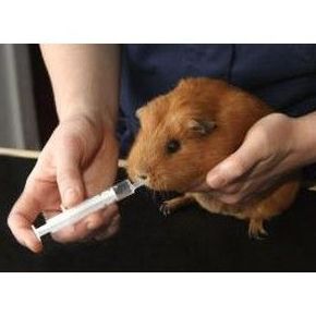 Servicios médicos: Servicios de Centro Integral Veterinario VPRO Servicios médicos: Servicios de Centro Integral Veterinario VPRO