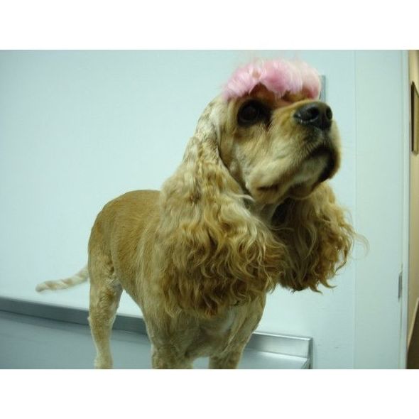 Peluquería y estética: Servicios de Centro Integral Veterinario VPRO Peluquería y estética: Servicios de Centro Integral Veterinario VPRO