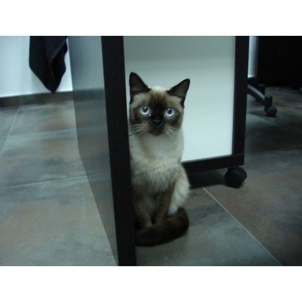 Servicios médicos: Servicios de Centro Integral Veterinario VPRO Servicios médicos: Servicios de Centro Integral Veterinario VPRO