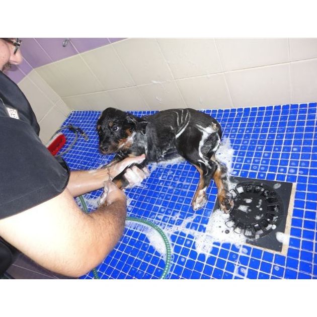 Peluquería y estética: Servicios de Centro Integral Veterinario VPRO Peluquería y estética: Servicios de Centro Integral Veterinario VPRO
