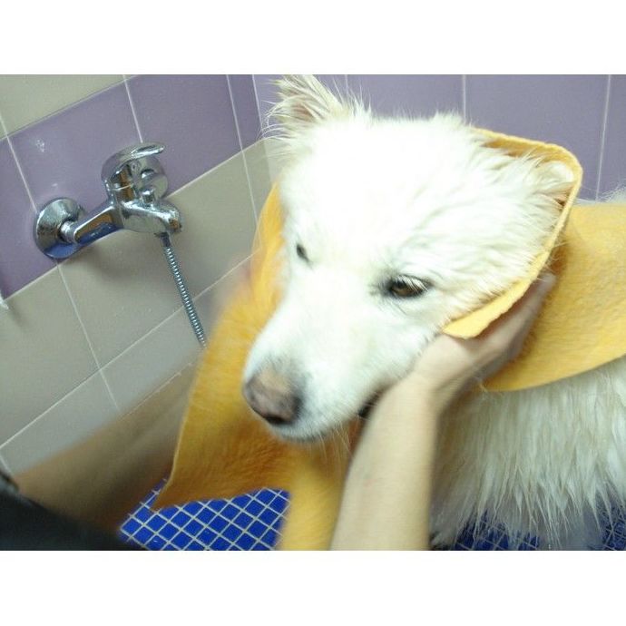Peluquería y estética: Servicios de Centro Integral Veterinario VPRO Peluquería y estética: Servicios de Centro Integral Veterinario VPRO