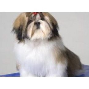 Peluquería y estética: Servicios de Centro Integral Veterinario VPRO Peluquería y estética: Servicios de Centro Integral Veterinario VPRO