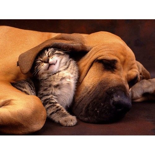 Seguimiento: Servicios de Clínica Veterinaria Symay Seguimiento: Servicios de Clínica Veterinaria Symay