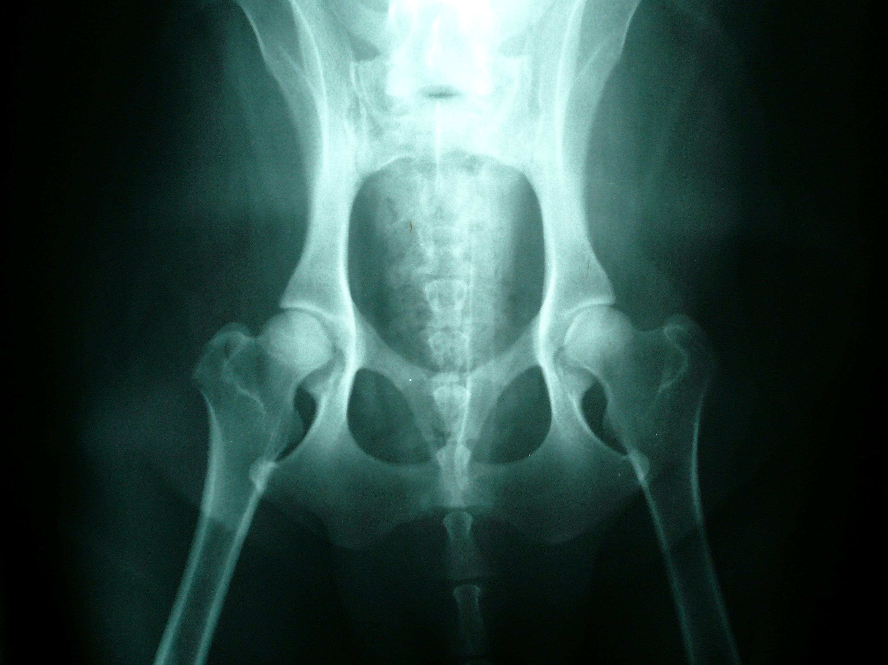 Rayos X: Servicios de Clínica Veterinaria Symay Rayos X: Servicios de Clínica Veterinaria Symay