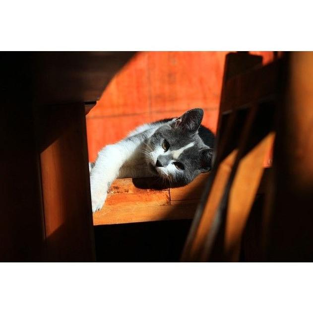 Analíticas: Servicios de Clínica Veterinaria Symay Analíticas: Servicios de Clínica Veterinaria Symay