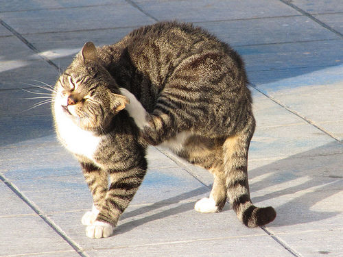 Desparasitación: Servicios de Clínica Veterinaria Symay Desparasitación: Servicios de Clínica Veterinaria Symay