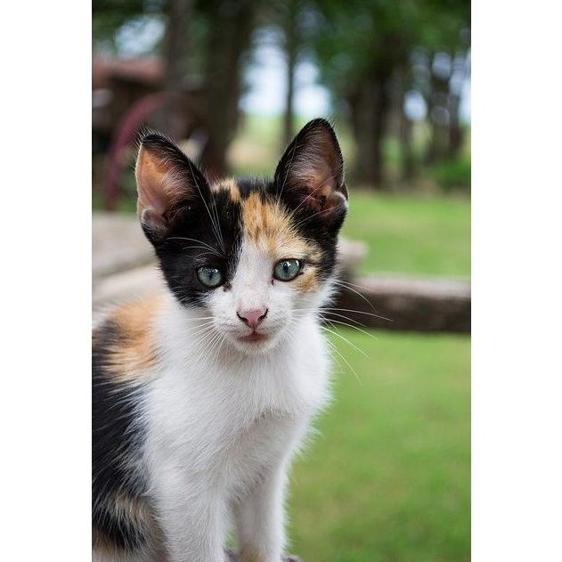 Vacunas: Servicios de Clínica Veterinaria Symay Vacunas: Servicios de Clínica Veterinaria Symay