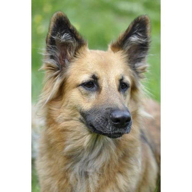 Desparasitación: Servicios de Clínica Veterinaria Symay Desparasitación: Servicios de Clínica Veterinaria Symay