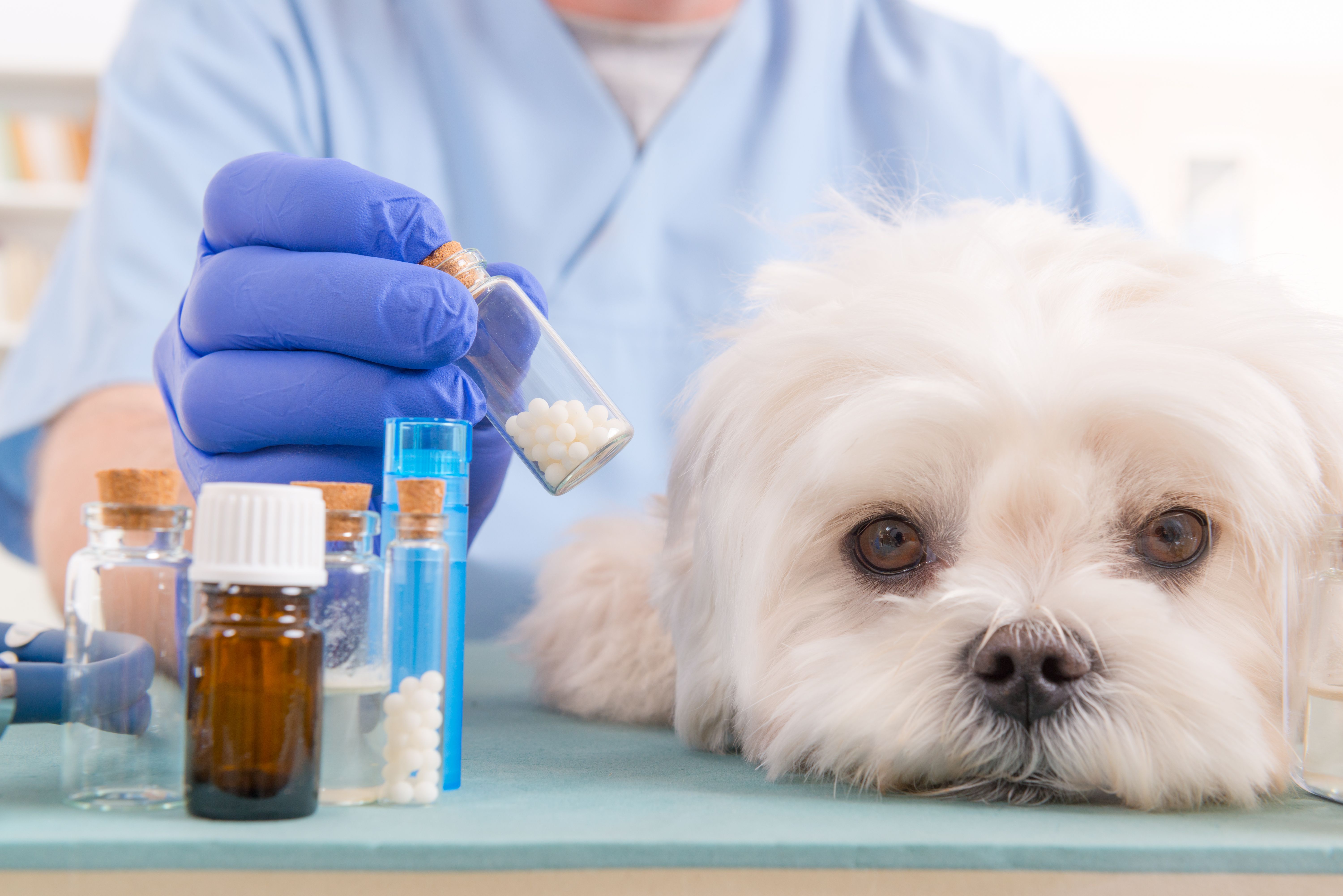 Terapias alternativas: Servicios de Clínica Veterinaria Fort Pius Terapias alternativas: Servicios de Clínica Veterinaria Fort Pius