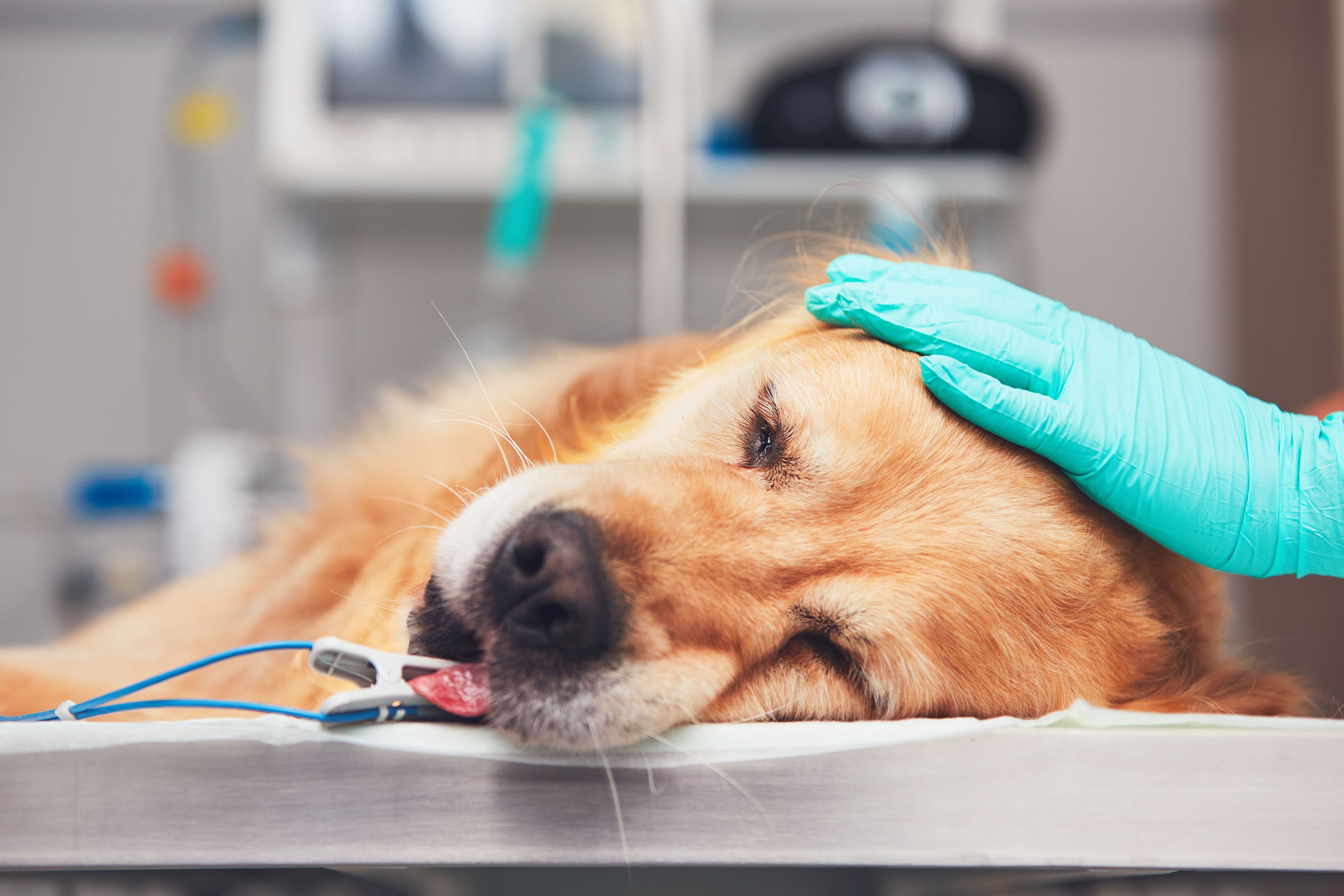 Cirugía: Servicios de Clínica Veterinaria Fort Pius Cirugía: Servicios de Clínica Veterinaria Fort Pius