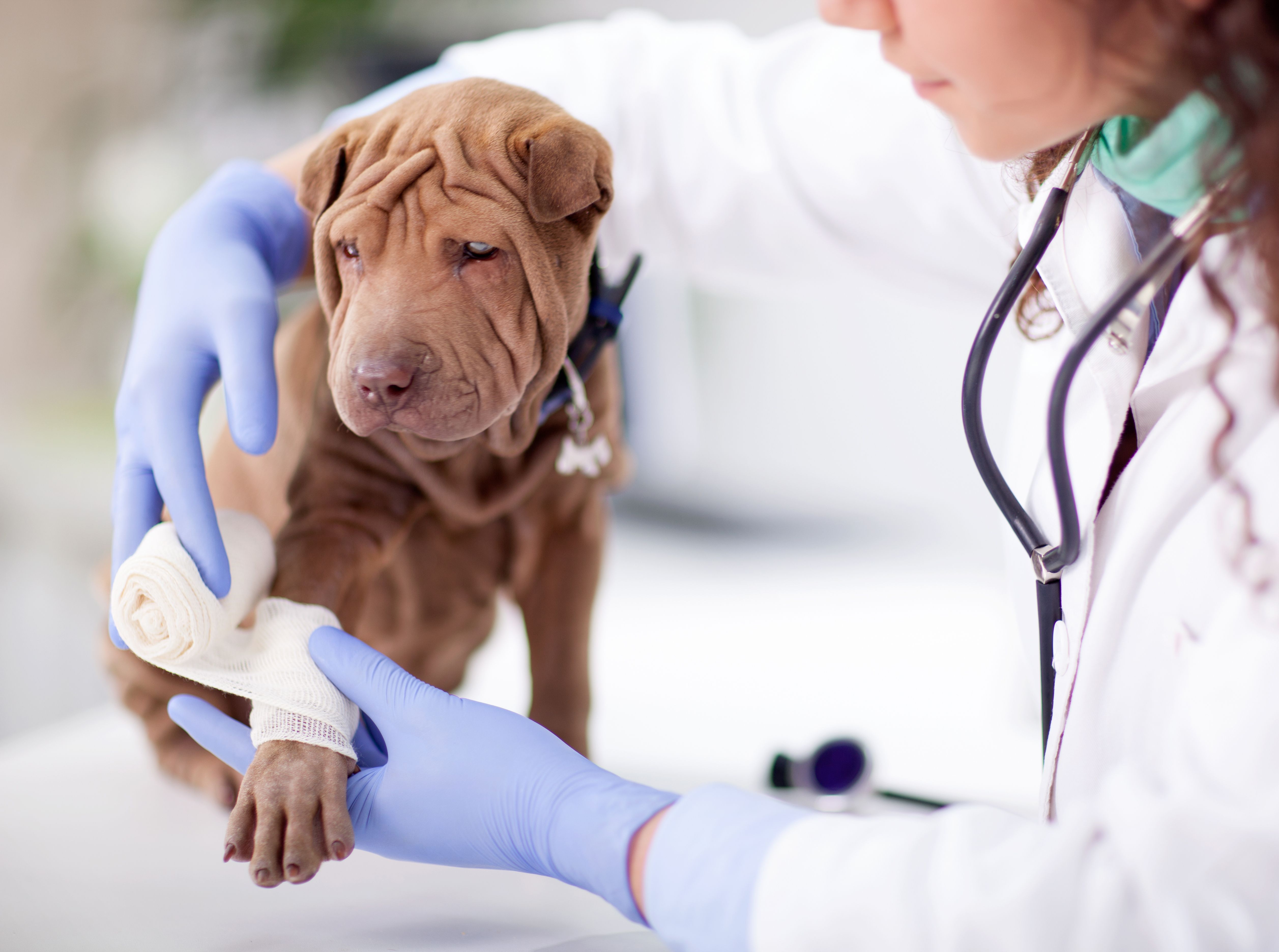 Consultas especializadas: Servicios de Clínica Veterinaria Fort Pius Consultas especializadas: Servicios de Clínica Veterinaria Fort Pius