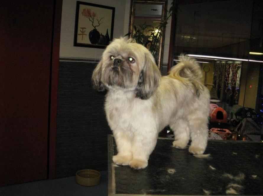 Peluquería canina: Servicios de Arabacan