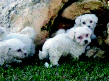 Foto 10 de Veterinarios en Vitoria-Gasteiz | Arabacan