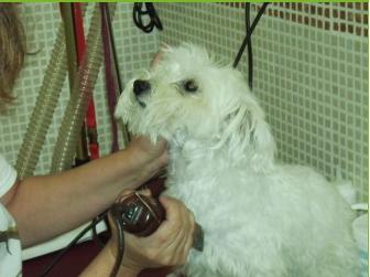 Peluquería Canina: Servicios de Centro Veterinario La Tortuga