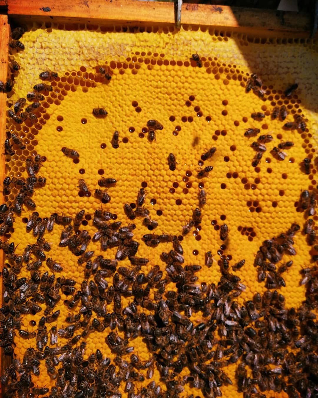 Comprar miel en Sevilla