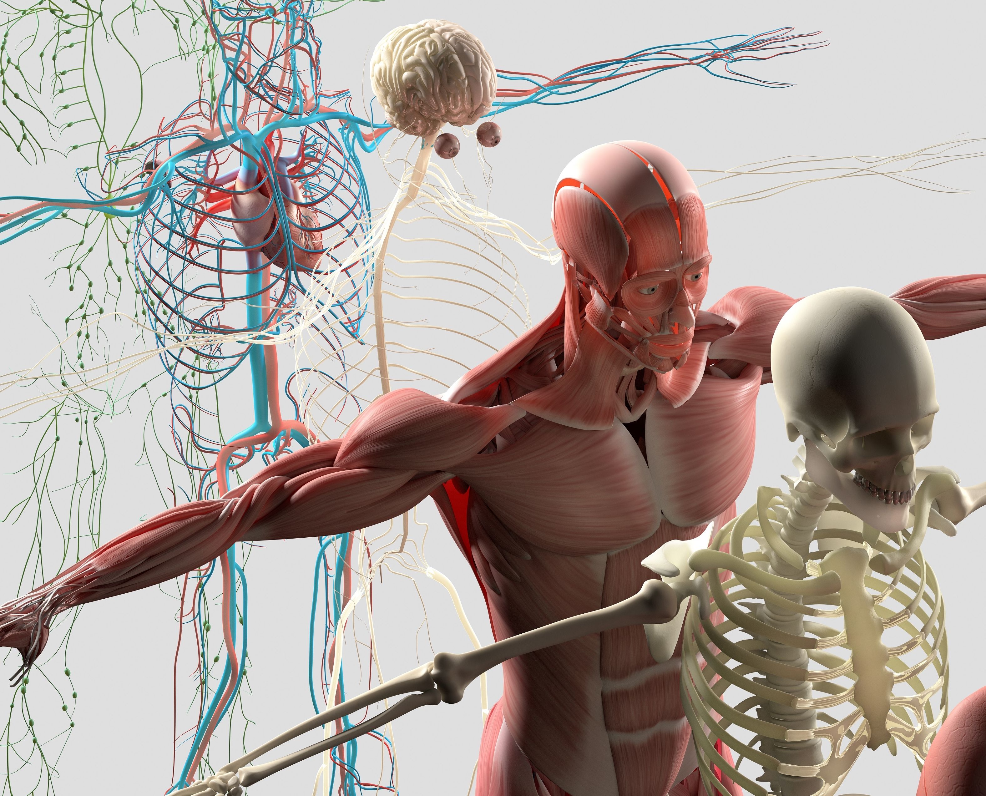 Fascioterapia, Craneal & Quiropraxia. 31 de Enero de 2021: Cursos Consultas de Escuela de Salud PNA Fascioterapia, Craneal & Quiropraxia. 31 de Enero de 2021: Cursos Consultas de Escuela de Salud PNA