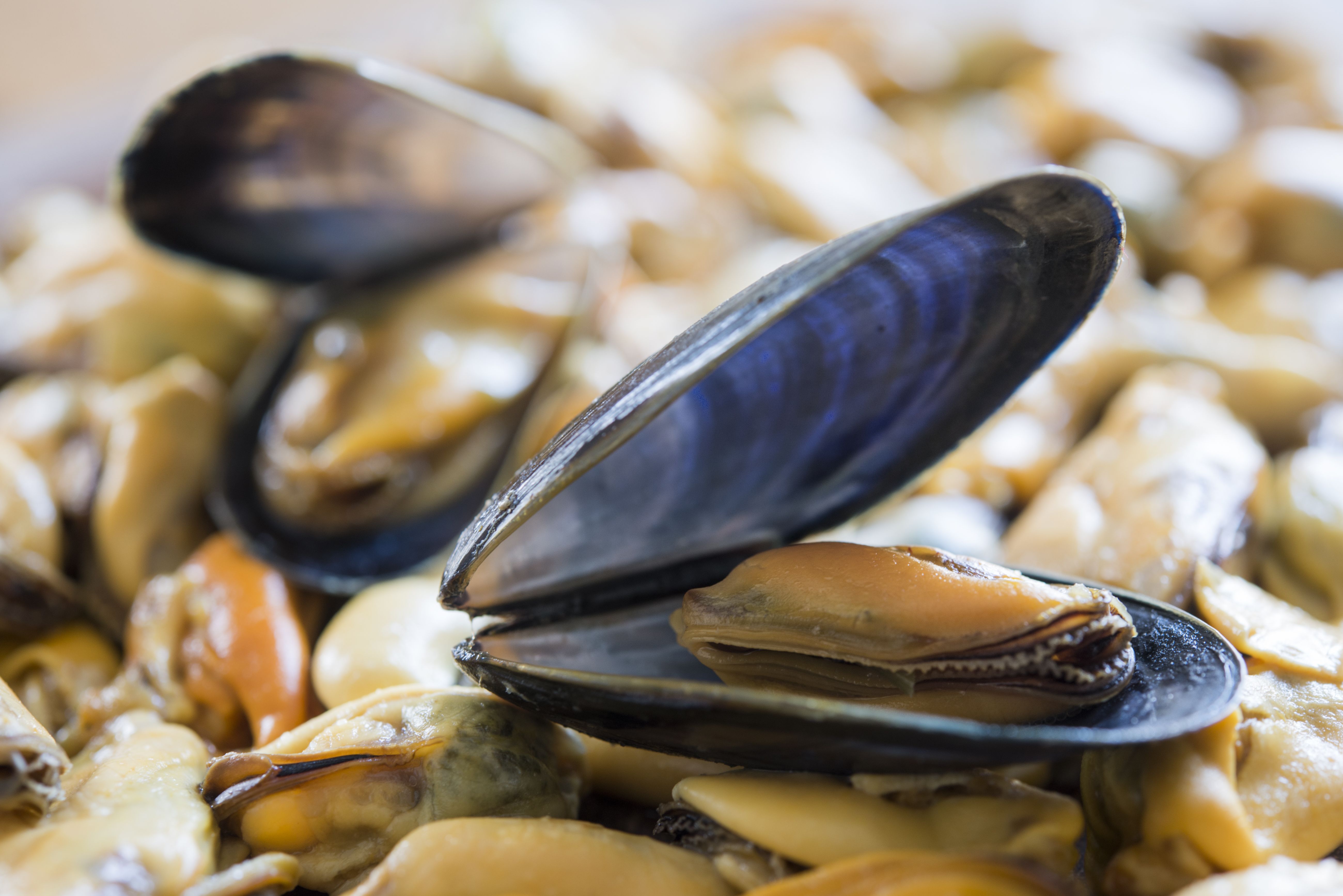 Moluscos: Productos y Servicios de Pescados y Mariscos Ainhoa Moluscos: Productos y Servicios de Pescados y Mariscos Ainhoa