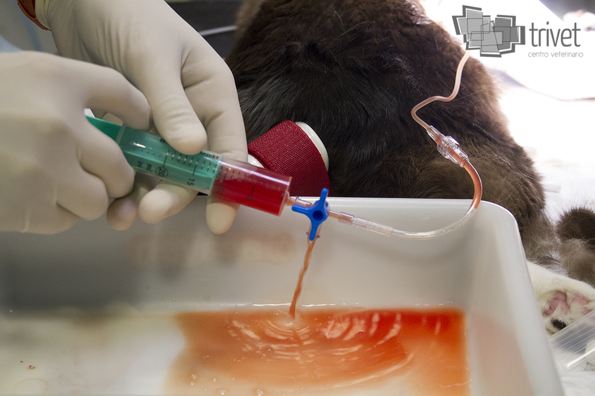 Urgencias 24h: Servicios de Centro Veterinario Trivet Urgencias 24h: Servicios de Centro Veterinario Trivet