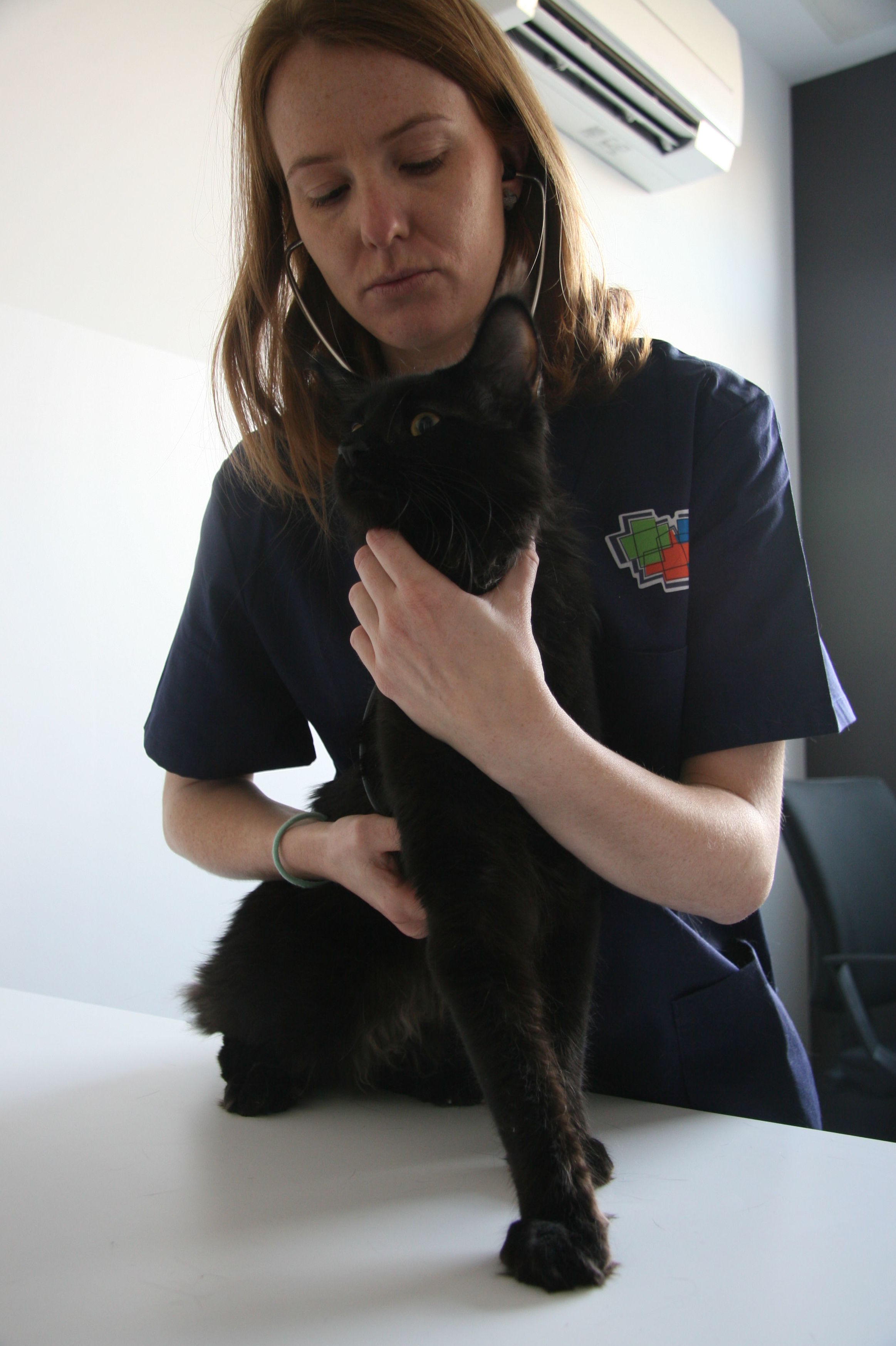 Medicina interna felina: Servicios de Centro Veterinario Trivet Medicina interna felina: Servicios de Centro Veterinario Trivet