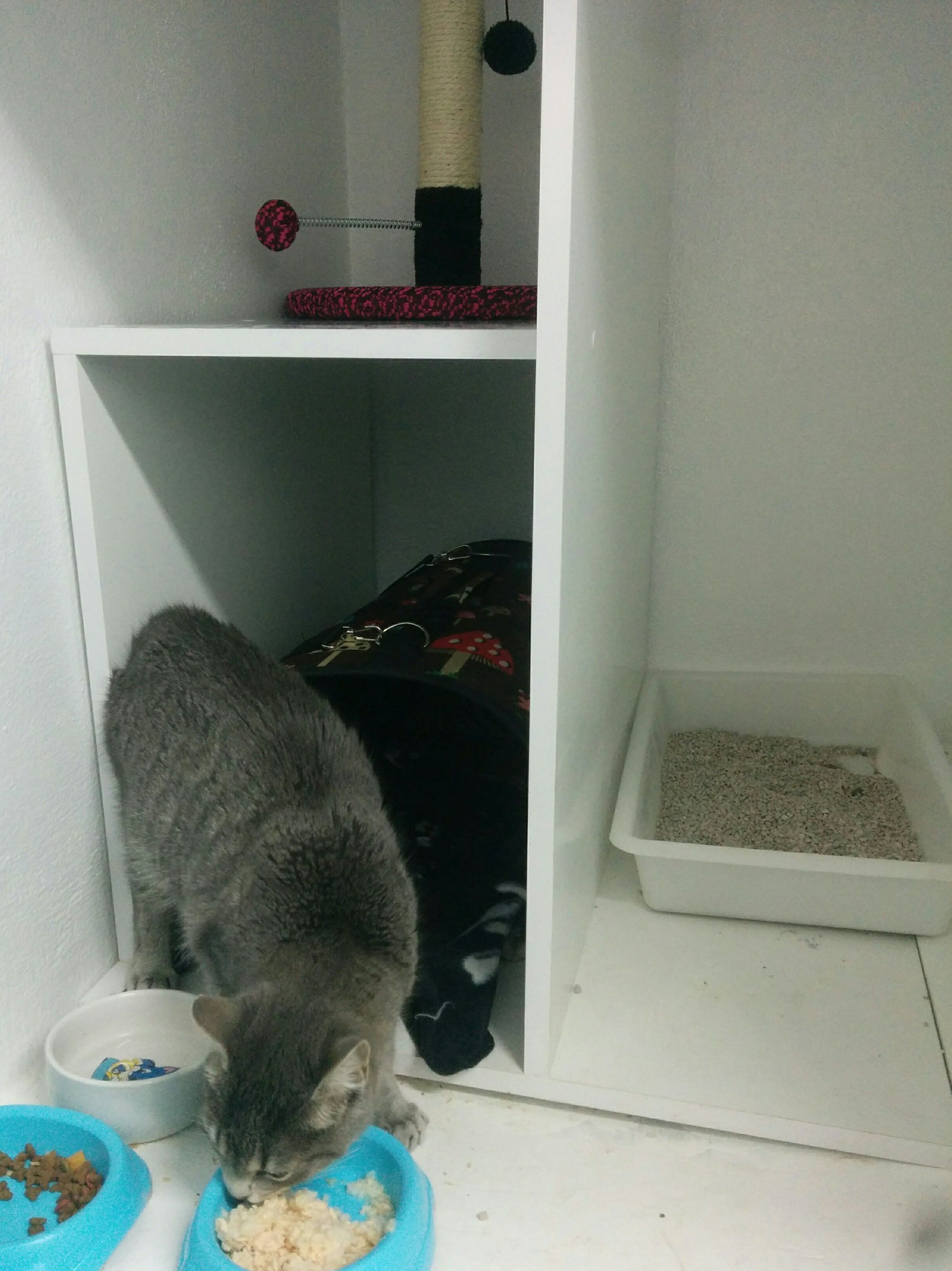 GATO HOSPITALIZADO GATO HOSPITALIZADO