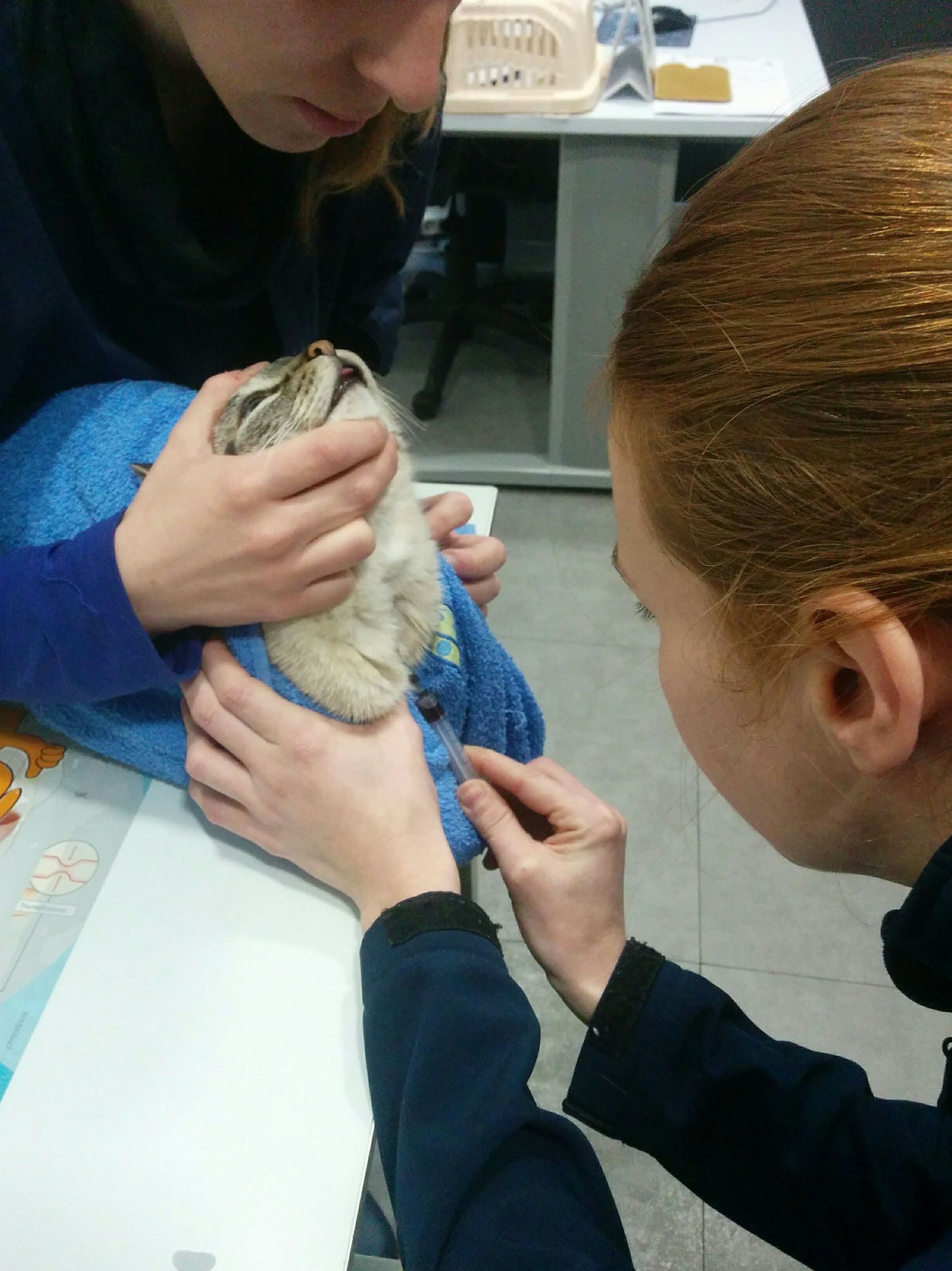 EXTRACCIÓN SANGUÍNEA GATO BAJO ESTRÉS EXTRACCIÓN SANGUÍNEA GATO BAJO ESTRÉS