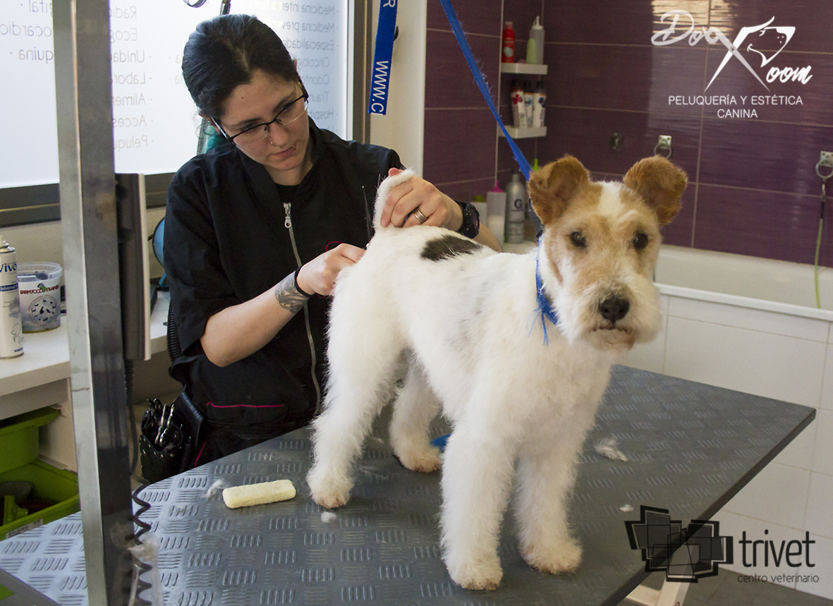 Peluquería: Servicios de Centro Veterinario Trivet Peluquería: Servicios de Centro Veterinario Trivet