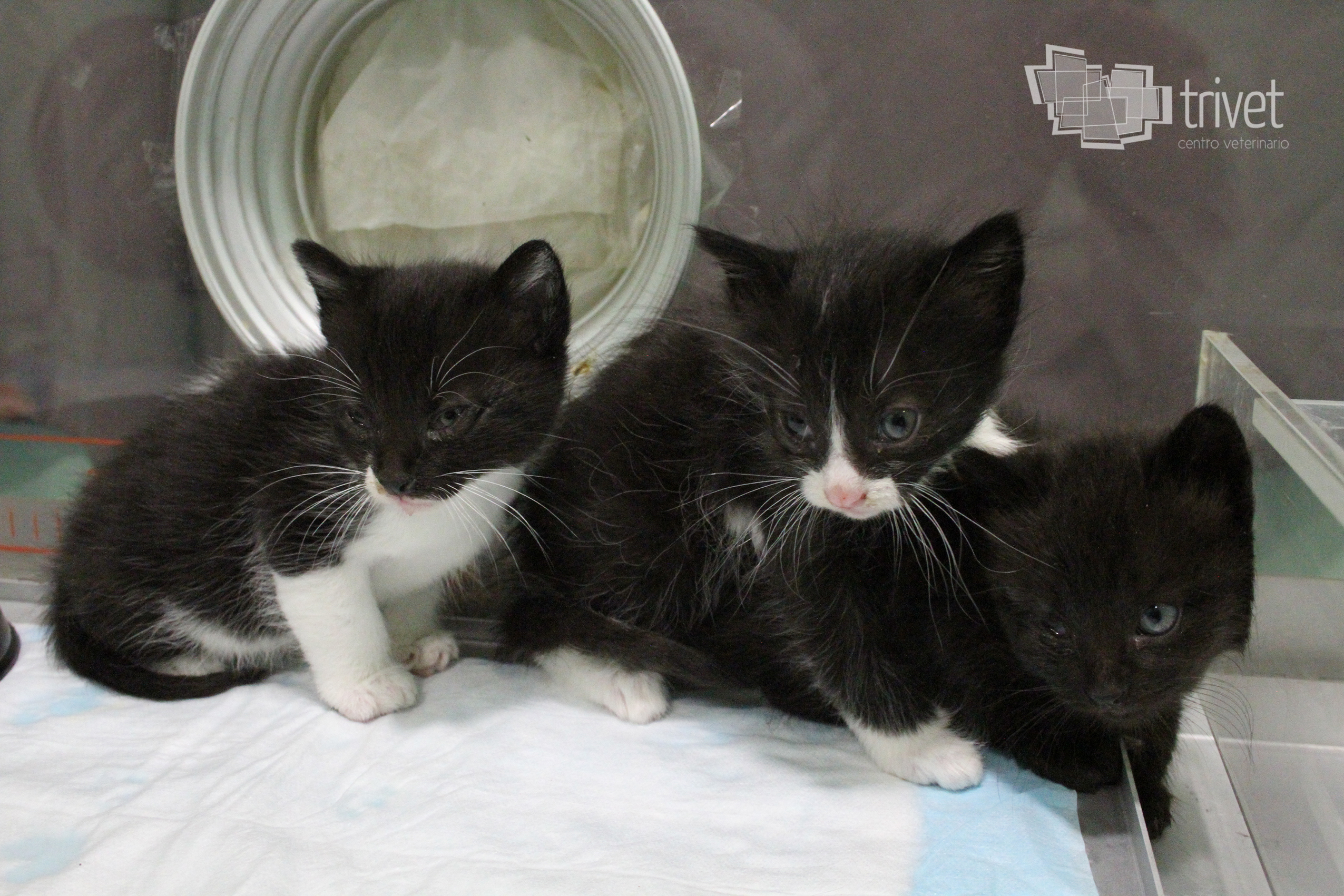 Hospitalización y cuidados intensivos: Servicios de Centro Veterinario Trivet Hospitalización y cuidados intensivos: Servicios de Centro Veterinario Trivet