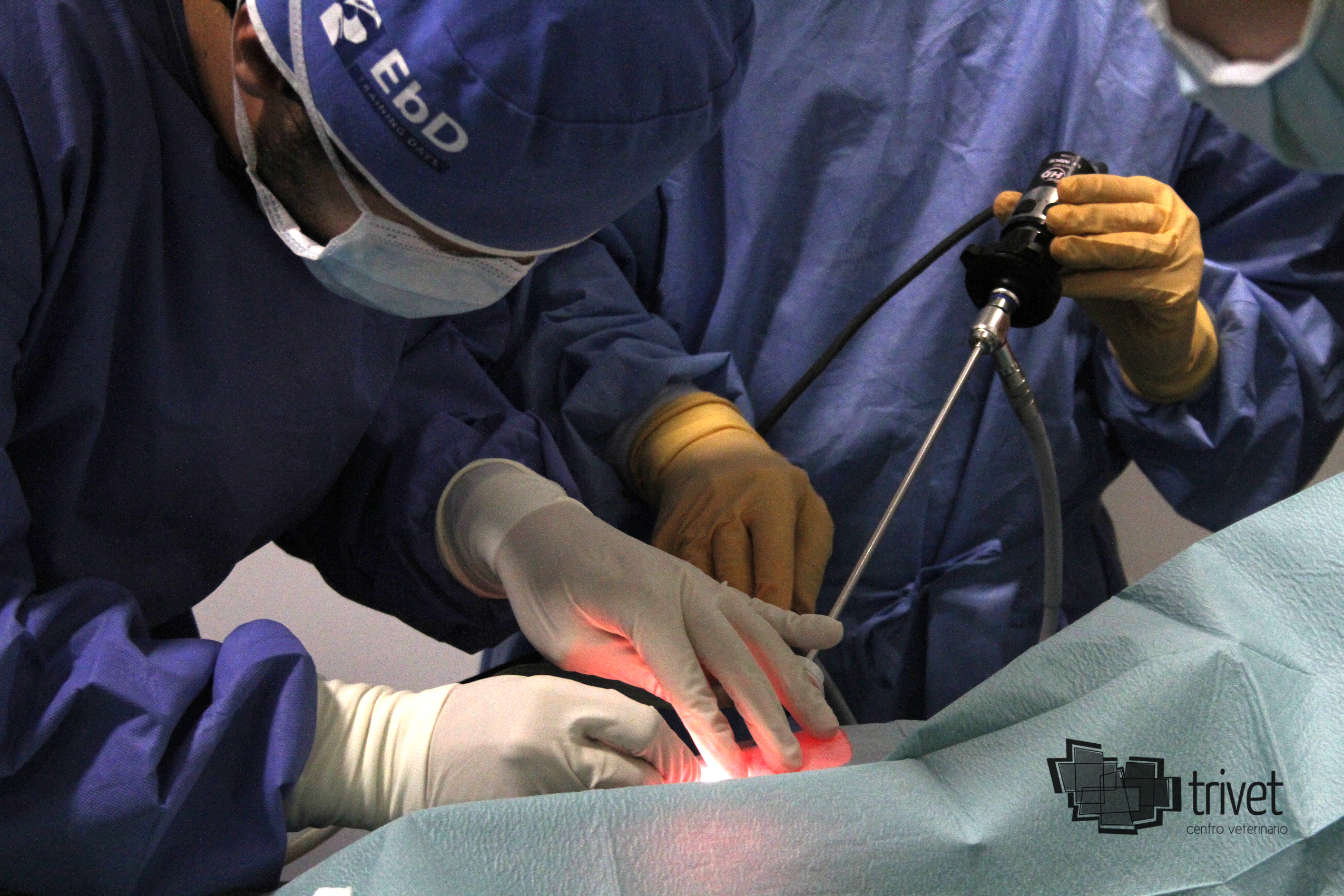 Servicios externos: laparoscopia, traumatología, ecocardiografía...: Servicios de Centro Veterinario Trivet Servicios externos: laparoscopia, traumatología, ecocardiografía...: Servicios de Centro Veterinario Trivet