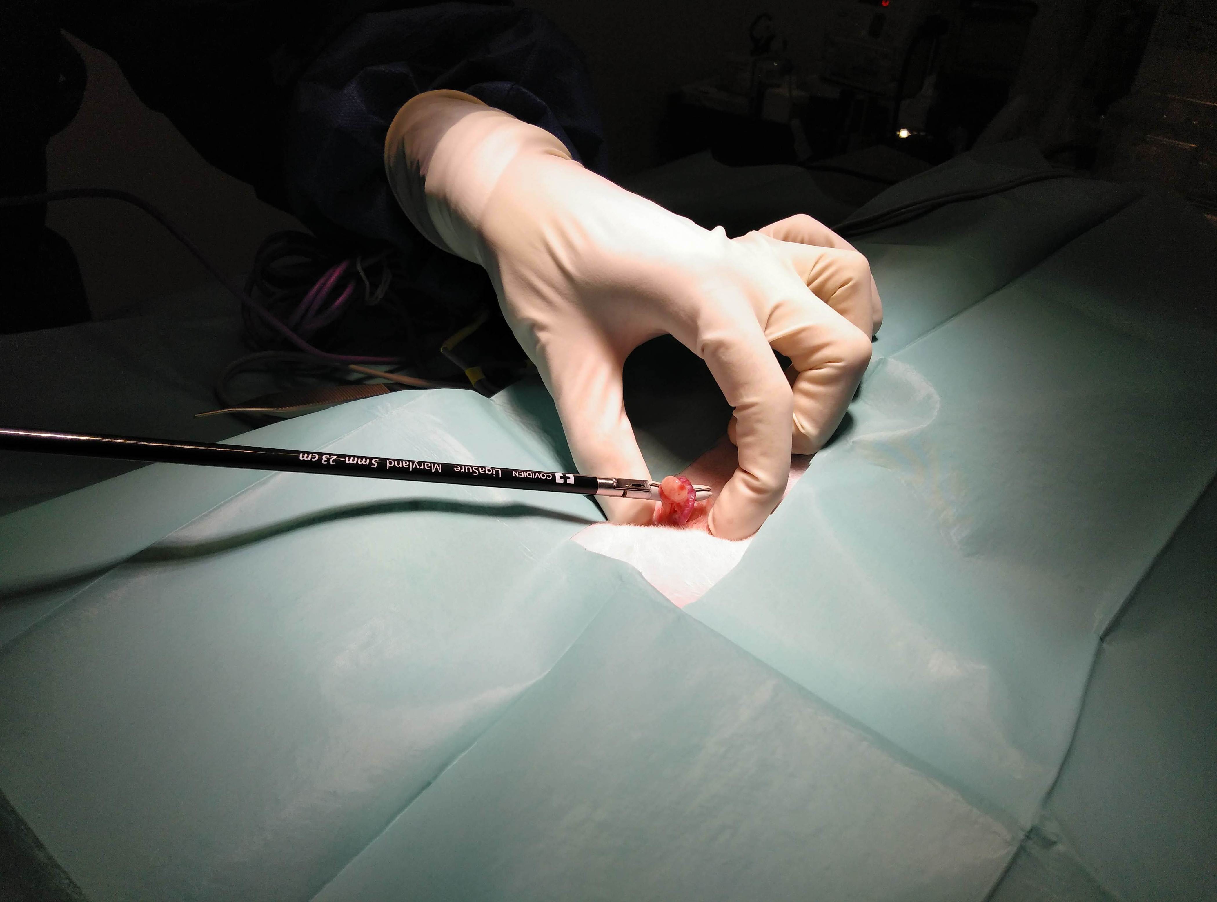 Ovariectomía, termosellado vascular Ovariectomía, termosellado vascular