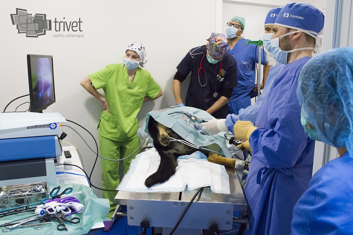 Servicios externos: laparoscopia, traumatología, ecocardiografía...: Servicios de Centro Veterinario Trivet Servicios externos: laparoscopia, traumatología, ecocardiografía...: Servicios de Centro Veterinario Trivet