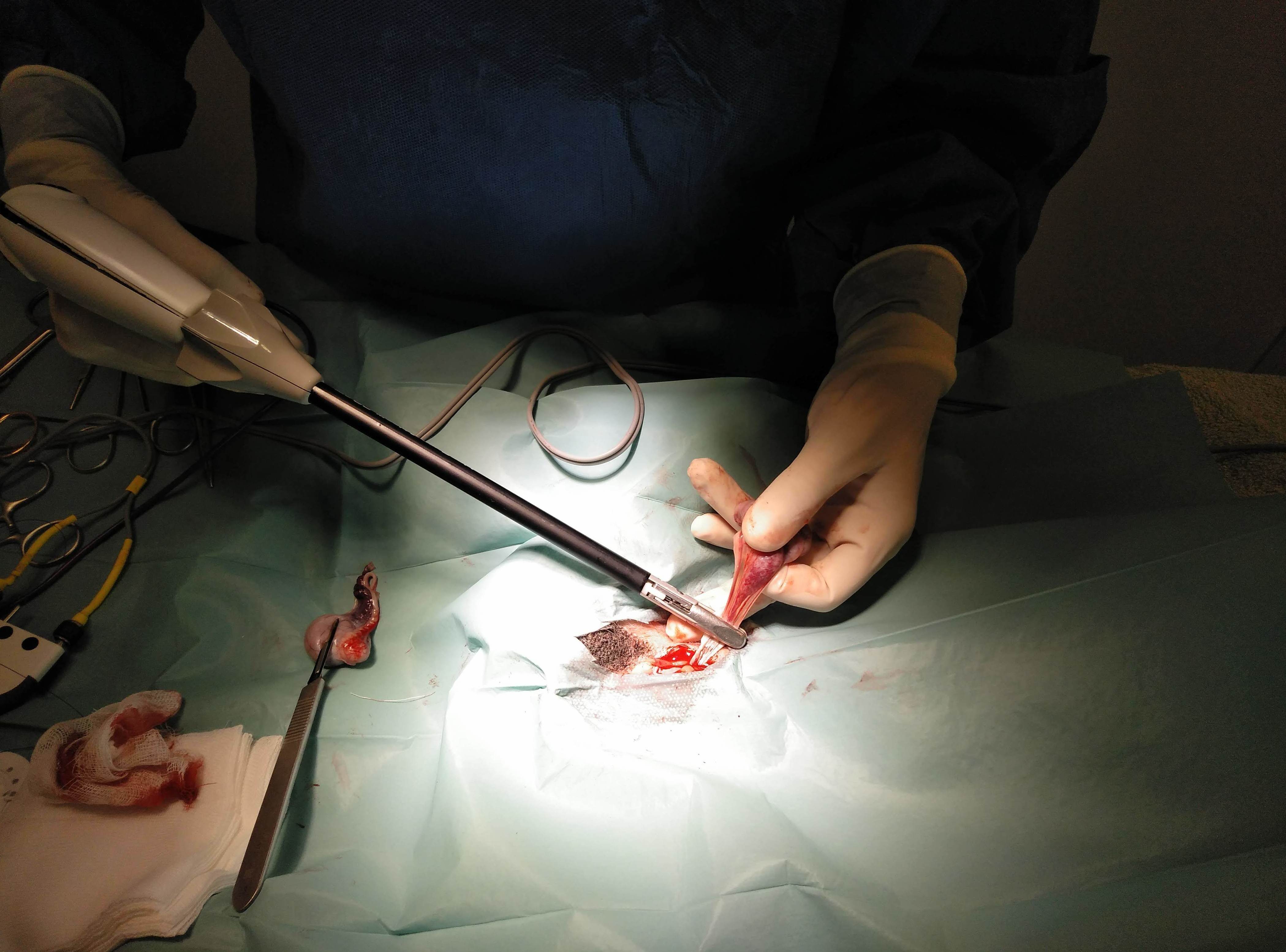Orquiectomía, termosellado vascular Orquiectomía, termosellado vascular