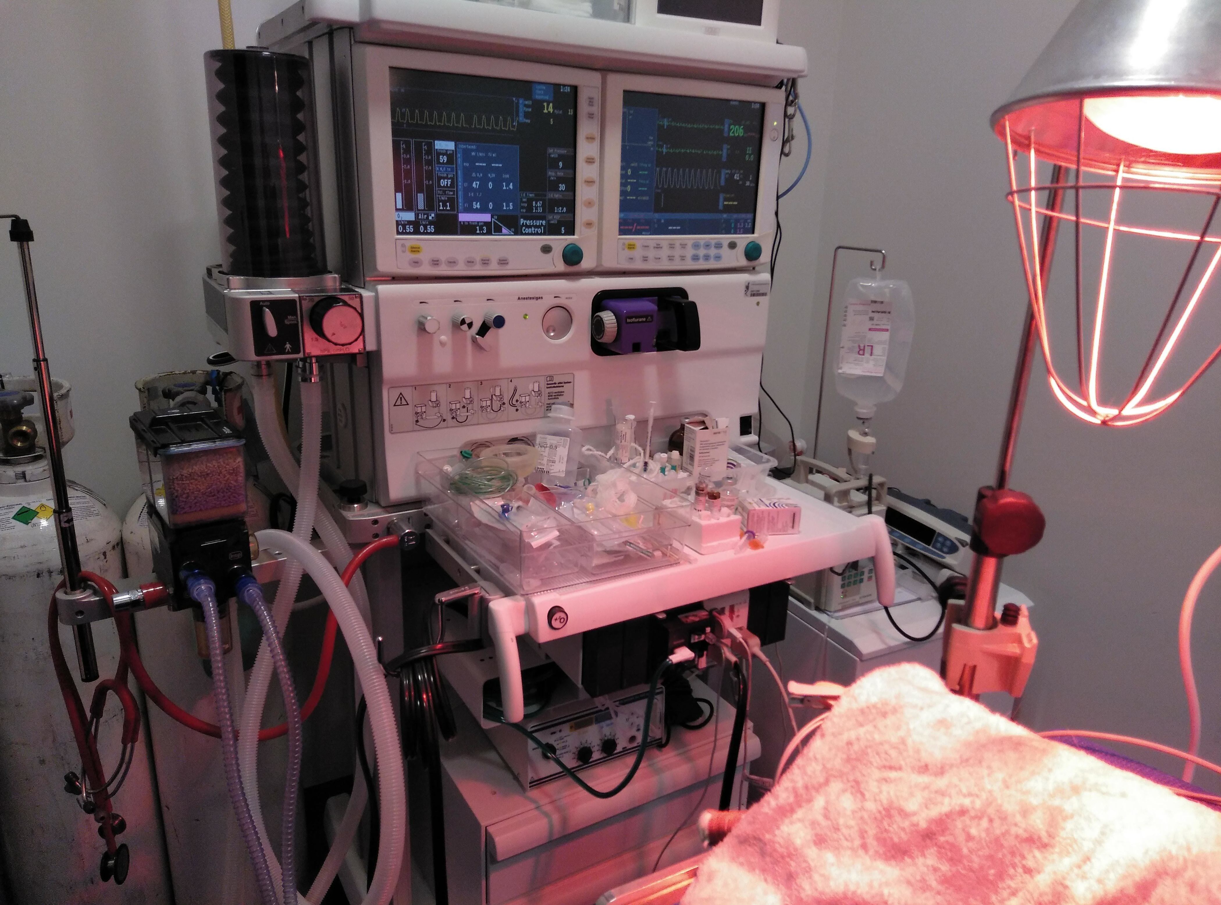Anestesia y ventilación asistida Anestesia y ventilación asistida