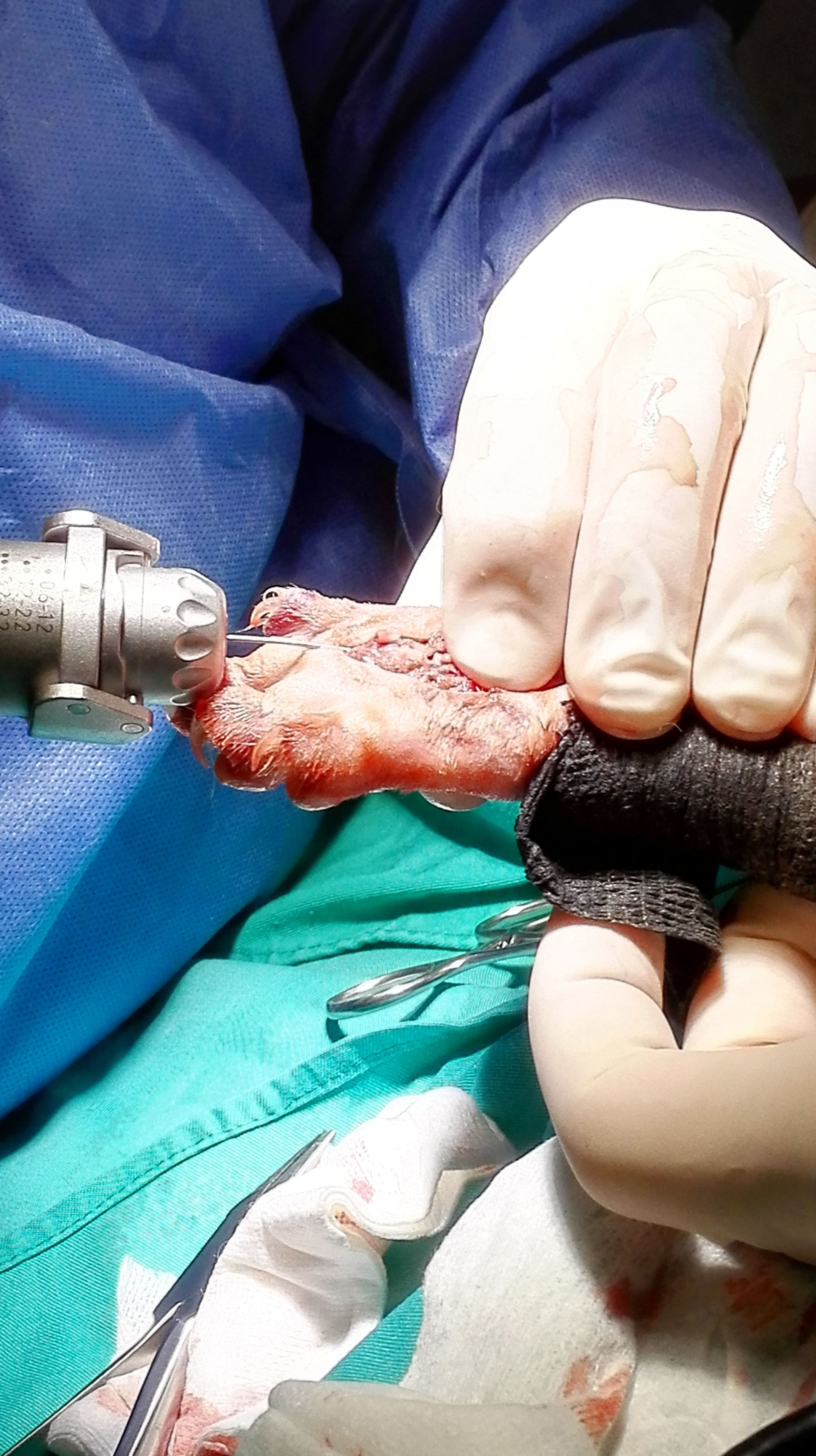 Servicios externos: laparoscopia, traumatología, fisioterapia: Servicios de Centro Veterinario Trivet Servicios externos: laparoscopia, traumatología, fisioterapia: Servicios de Centro Veterinario Trivet