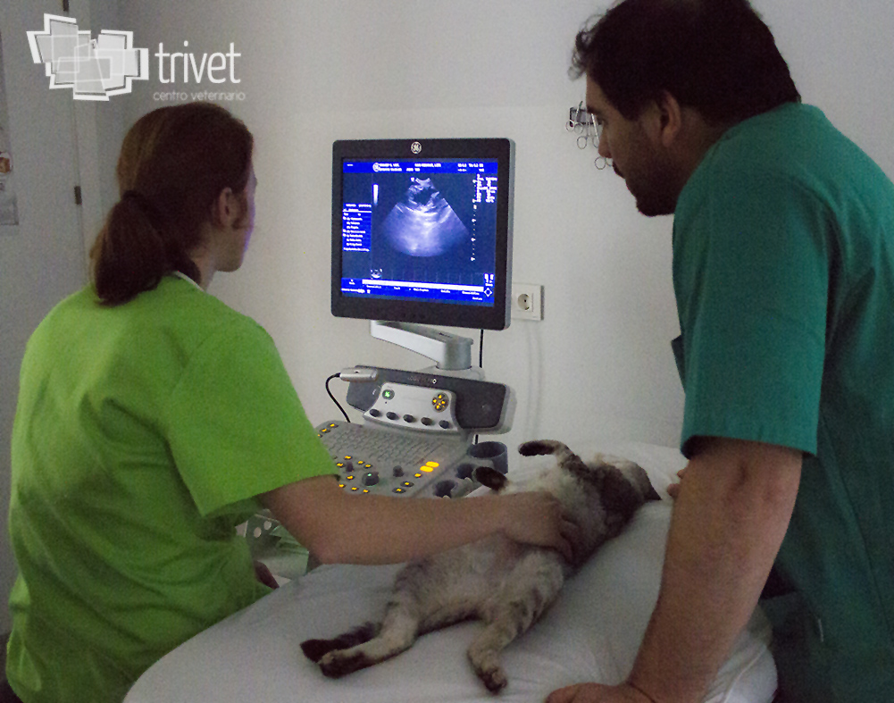 Diagnóstico por imagen: radiografía, ecografía: Servicios de Centro Veterinario Trivet Diagnóstico por imagen: radiografía, ecografía: Servicios de Centro Veterinario Trivet