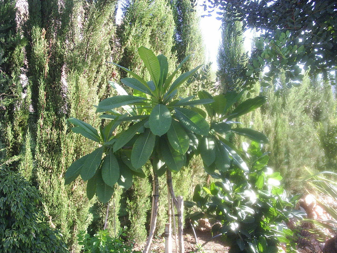 Tratamientos Fitosanitarios: servicios de Plante Verde Tratamientos Fitosanitarios: servicios de Plante Verde