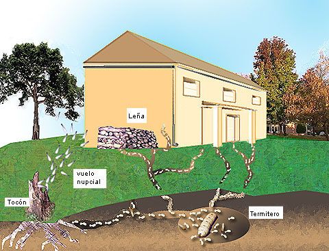 Termitas y tratamiento de la madera: Tratamientos de Sanidad Ambiental Ecoambiente Termitas y tratamiento de la madera: Tratamientos de Sanidad Ambiental Ecoambiente