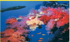 Egipto completo con Sharm El Sheikh: Ofertas de Viajes Evasión Egipto completo con Sharm El Sheikh: Ofertas de Viajes Evasión